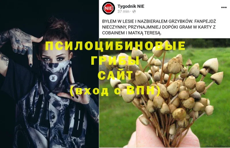 Псилоцибиновые грибы Psilocybe  Гурьевск 